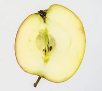 Karen Hanses æble 2